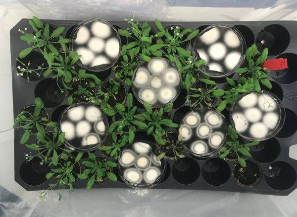 Arabidopsis Thaliana expuestas a los compuestos voltiles.